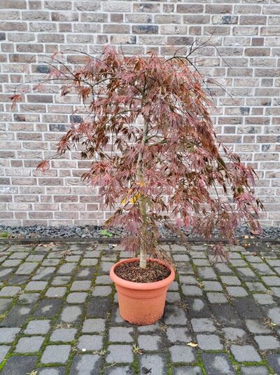 Japanischer Ahorn Acer palmatum 'Dissectum Garnet' auf Stamm, dunkelroter Schlitz-Ahorn, 80 cm Stamm, im C20-Topf