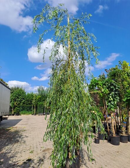 Salix sepulcralis 'Chrysocoma' / Hänge-Weide, Trauer-Weide 'Chrysocoma' Hochstamm 16-18 StU im Container mit hängenden Trieben