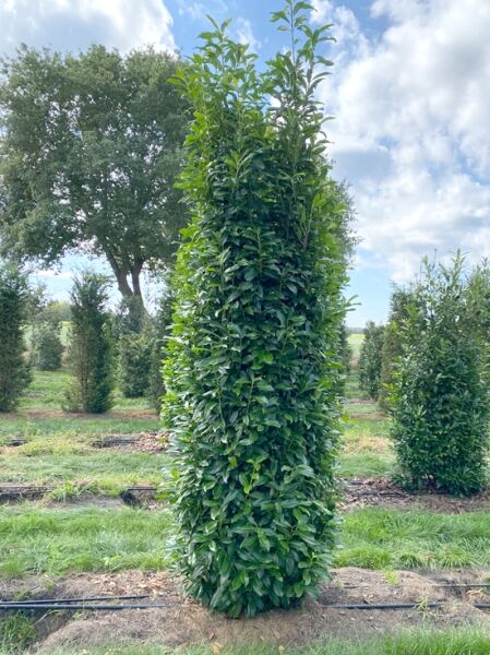 Prunus laurocerasus 'Elly' / Kirschlorbeer 'Elly' 250-300 cm m. Db., aufrecht wachsender immergrüner Strauch im Feld