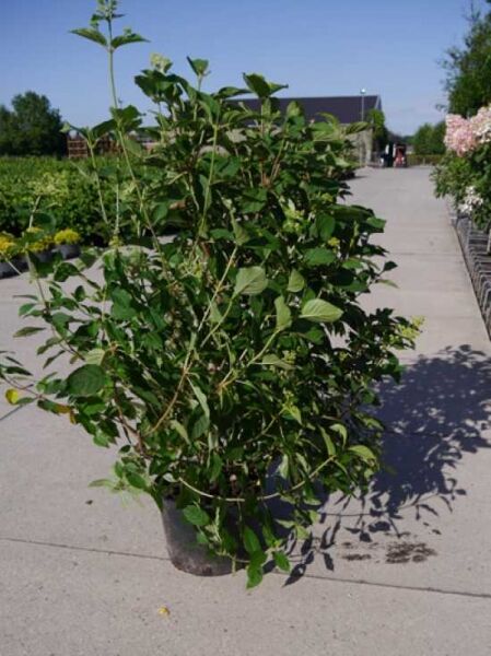 Hydrangea paniculata 'Limelight ®' / Limonenfarbene Rispen-Hortensie