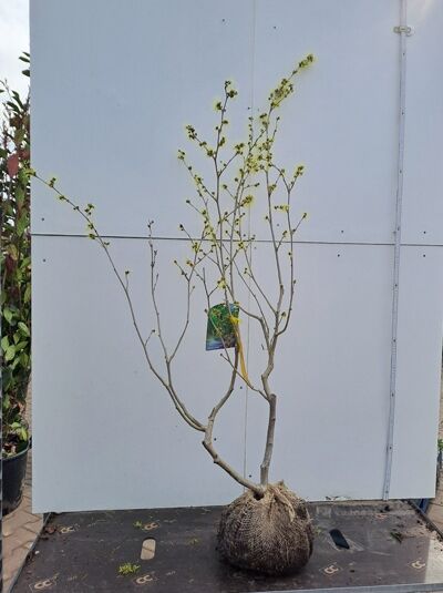 Zaubernuss 'Westerstede' / Zaubernuss 'Westerstede'