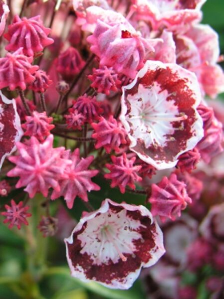Kalmia latifolia 'Bandeau' / Lorbeerrose 'Bandeau' mit weiß-rosa Blüten und dunkelroter Zeichnung, Knospen in Dolden