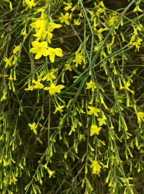 Winterjasmin - Jasminum nudiflorum - Baumschule NewGarden