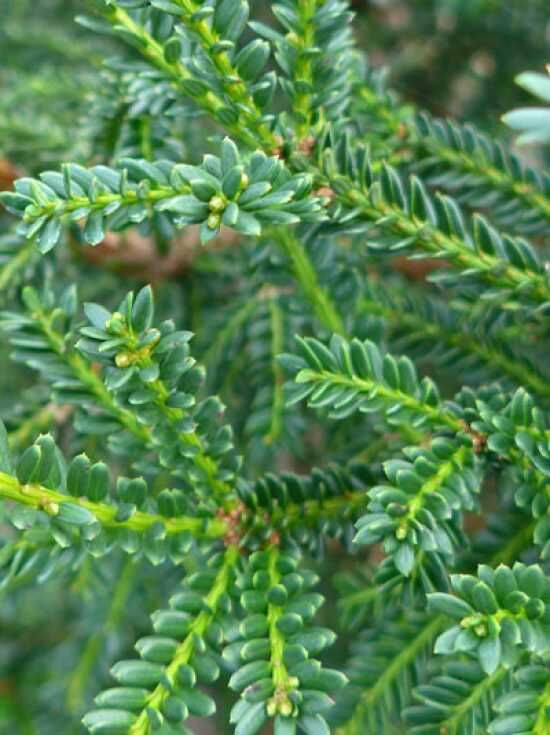 thuja kaufen 200 cm Thuja plicata 'Martin' (Lebensbaum) | 175-200 cm im Topf