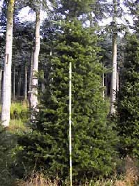 Abies koreana (Korea-Tanne) 300-350 cm C160, schlanker aufrechter Nadelbaum mit dichtem grünen Wuchs.