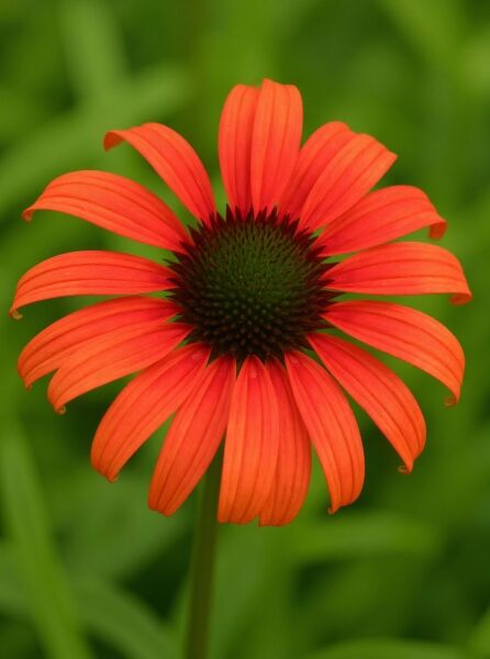 Purpur-Sonnenhut (Echinacea purpurea) 'Tomato Soup ®' mit orange-roter Blüte und dunkler, kegelförmiger Mitte