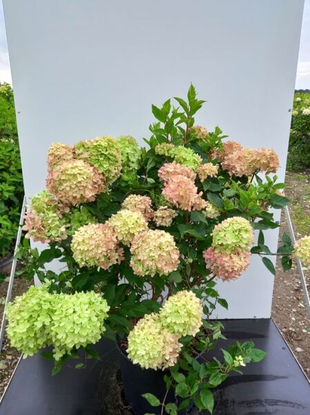 Rispen-Hortensie Hydrangea paniculata 'Little Lime ®' 80-100 cm C20, Strauch mit grünen bis rosafarbenen Blütenrispen im Topf