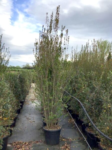 Punica granatum (Granatapfelbaum) mehrstämmige Pflanze im Topf, Variante 200–250 cm C70