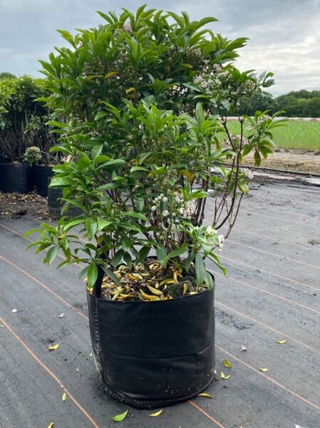 Kalmia latifolia 'Nani' (Lorbeerrose/Berglorbeer) Solitär im Topf, 50–60 cm hoch, grünes Laub und rosafarbene Blütenknospen