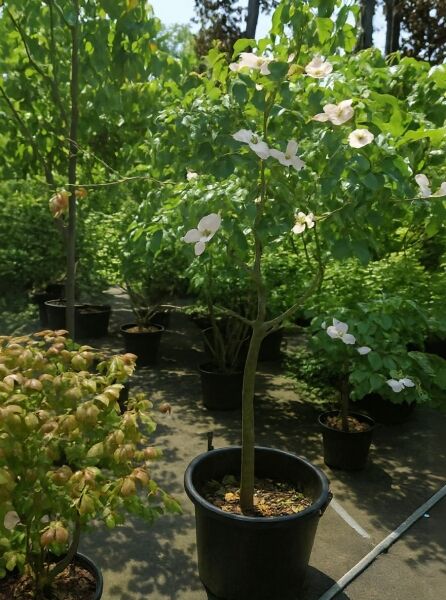 Japanischer Blumen-Hartriegel (Cornus kousa) als Hochstamm im Container C50, ca. 80 cm Stamm, mit weißen Blüten und grünem Laub.