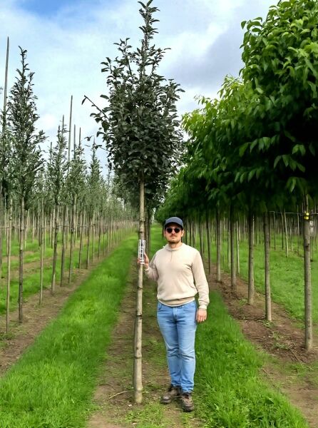 Sorbus intermedia 'Brouwers' (Schwedische Mehlbeere 'Brouwers') Hochstamm, Baum in Baumschule mit Stütze und Stammumfang-Etikett.