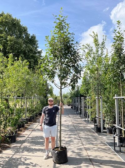 Baum-Felsenbirne 'Robin Hill' (Amelanchier arborea) Hochstamm im Container mit rundem Kronenaufbau und grünem Laub
