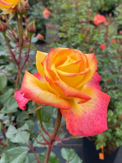 Edelrose 'Flaming Star' ® / Edelrose 'Flaming Star' ®
