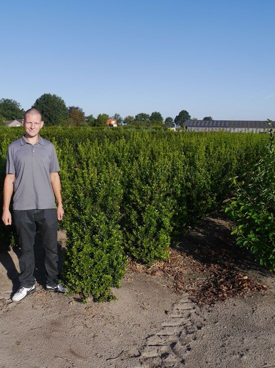 Kleinlaubige Japan-Hlse 'Impala' - Ilex 'Impala' - Baumschule NewGarden