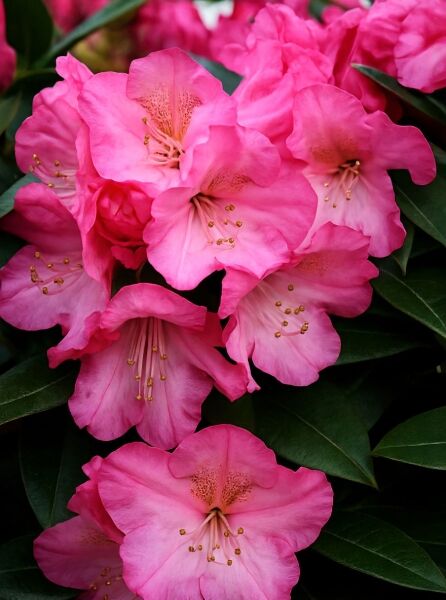 Rhododendron 'Lachsrosa Riese' (Rhododendron smirnowii) mit lachsrosa Blüten und dunkelgrünen, ledrigen Blättern
