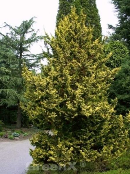 Chamaecyparis obtusa 'Tetragona Aurea' / Zwerg-Hinoki-Scheinzypresse