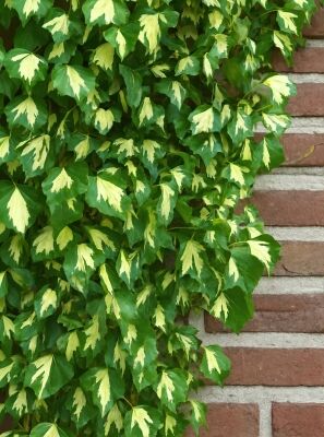 Efeu 'Goldheart' / Efeu 'Goldherz' / Efeu 'Golden Jubilee' - Hedera helix ' Goldheart'