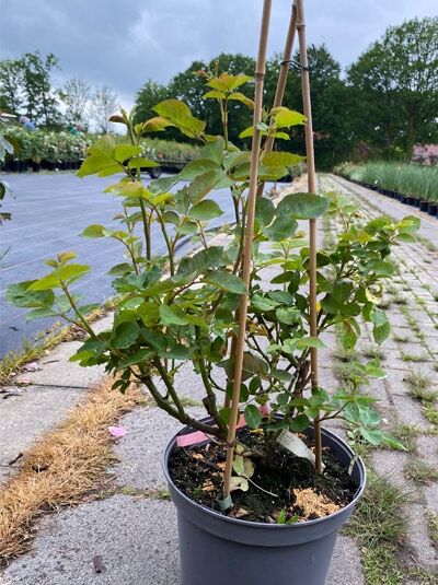 Kletterrose 'Bienvenue' (Rosa 'Bienvenue') C10 im Topf, grüne Triebe und Laub, an Bambusstäben angebunden.