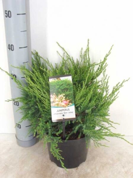 Juniperus pfitzeriana 'Mint Julep' / Grüner Pfitzer-Strauch-Wacholder 'Mint Julep' 25-30 cm breit, im C3-Topf