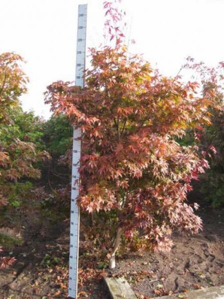 Roter Fächer-Ahorn (Acer palmatum 'Atropurpureum') 200-250 cm mit Stamm, rotes, gelapptes Laub, gewachsene Krone.