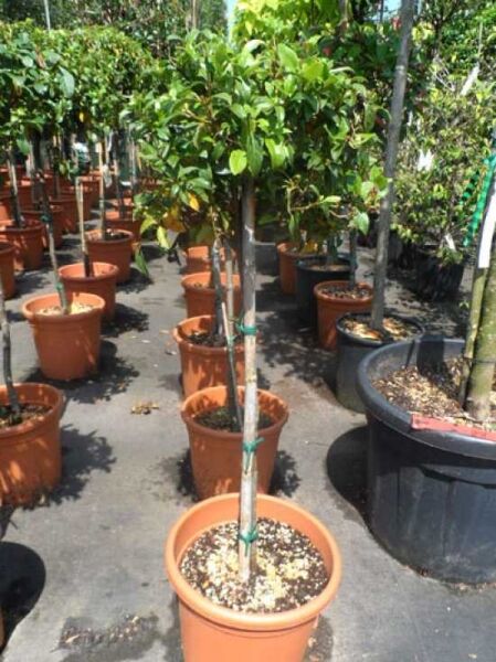Viburnum tinus 'Eve Price' – Mittelmeer-Schneeball, Hochstamm ca. 50 cm, im Container C15 mit grünem Laub