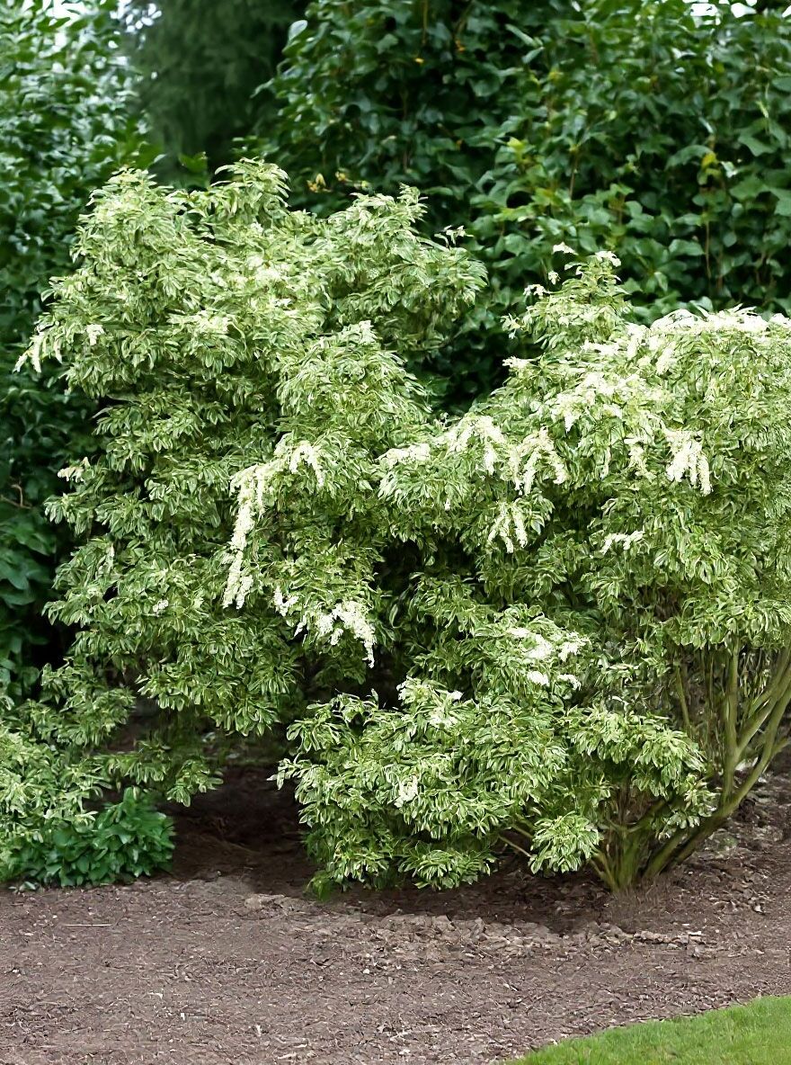 Japanische Lavendelheide 'White Rim' ('Variegata') - Pieris japonica 'White  Rim'