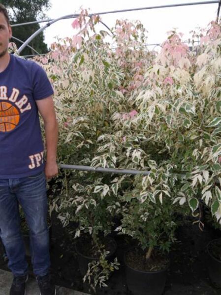 Flamingo-Ahorn (Acer negundo 'Flamingo') 150–175 cm im C20-Container, Strauch mit grün-weiß panaschierten Blättern und rosa Austrieb.