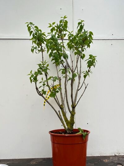 Syringa vulgaris 'Beauty of Moscow' (Edelflieder) 60–80 cm C10, mehrtriebige Pflanze im Topf mit grünen Blättern