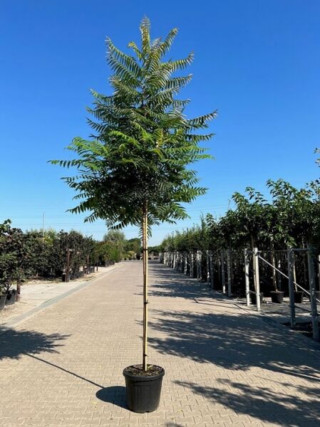 Essigbaum / Hirschkolben-Sumach / Essigbaum / Hirschkolben-Sumach