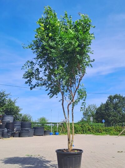 Blasenesche / Blasenbaum / Chinesischer Lackbaum 300-350 cm 'mehrstämmig' - Koelreuteria paniculata (1577197)
