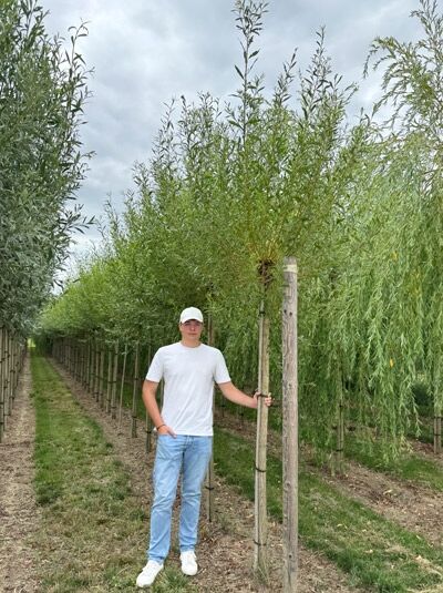 Salix alba (Silber-Weide/Weiß-Weide) Hochstamm 10-12 StU mit Drahtballen, Baum mit Krone und Stützpfahl in Baumschule