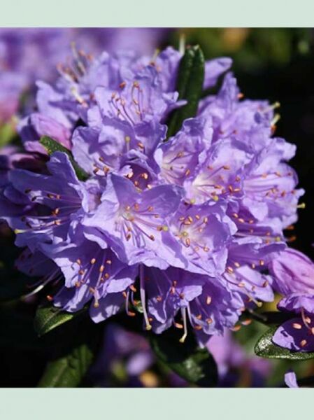 Zwerg-Rhododendron 'Blaubart' / Rhododendron impeditum 'Blaubart'