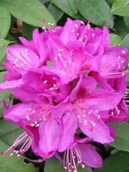 Rhododendron 'Anah Kruschke' / Rhododendron Hybride 'Anah Kruschke'