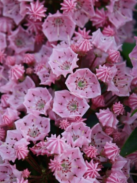 Lorbeerrose 'Pink Surprise' / Berglorbeer 'Pink Surprise' / Kalmia latifolia 'Pink Surprise'