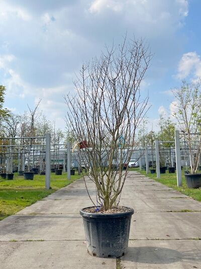 Kreppmyrte / Kräuselmyrte 'Purple Star' mehrstämmig / Lagerstroemia indica 'Purple Star' (876154)