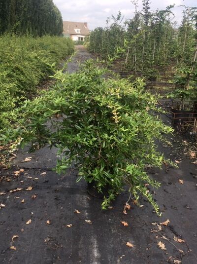 Großblättrige Berberitze / Berberis julianae