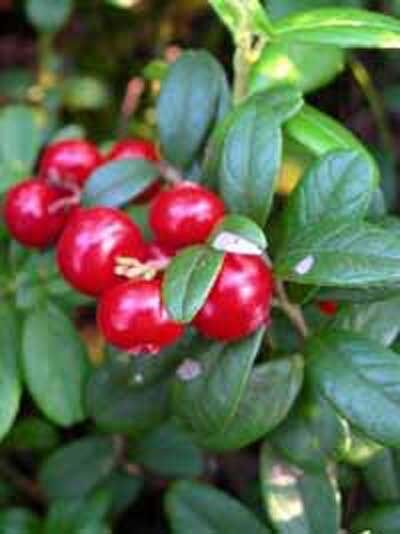 Vaccinium vitis-idaea / Preiselbeere