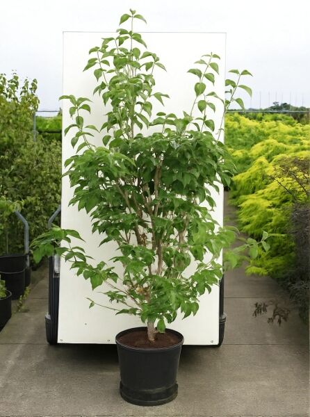 Blumen-Hartriegel Cornus rutgersensis 'Stellar Pink ®' 175-200 cm C35, mehrstämmiger Strauch im Pflanzcontainer mit grünem Laub.