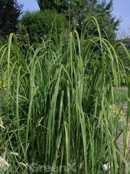 Spartina pectinata 'Aureomarginata' / Goldleistengras 'Aureomarginata' mit langen, grünen, bogig überhängenden Blättern.