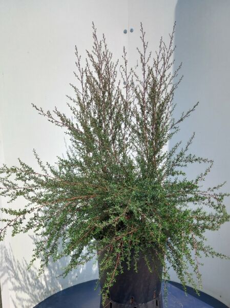 Leptospermum scop. ‘Red Damask’ (Südseemyrte) im Container C20, buschiger Strauch mit feinen, grünen Blättern, 80–100 cm