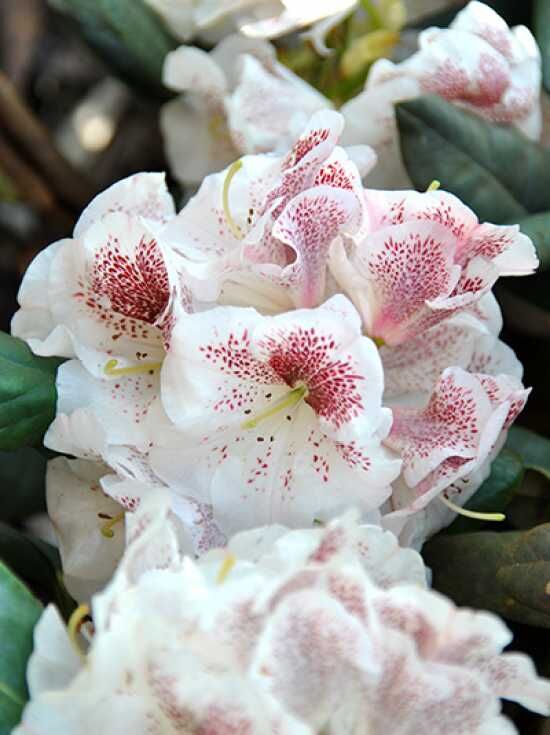 Rhododendron 'Prinses Maxima' - Rhododendron Hybride 'Prinses Maxima'