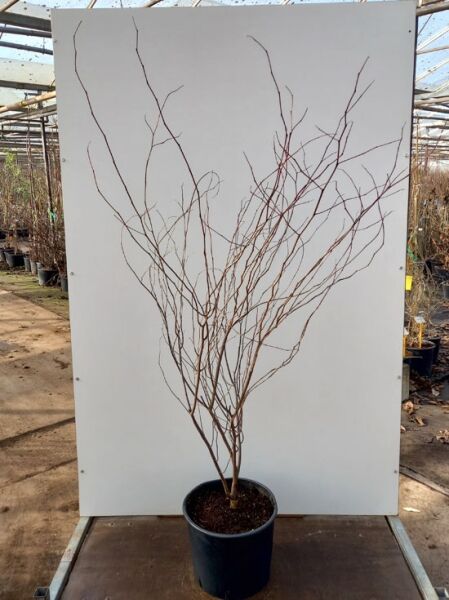 Kanadischer Judasbaum (Cercis) ‘Carolina Sweetheart’, 100–150 cm, C20, mehrtriebiger Jungbaum im Topf ohne Laub