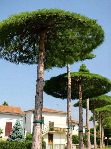 Cedrus deodara 'Pendula' Dach, Hänge-Himalaja-Zeder mit hohem Stamm und schirmförmiger, hängender Krone.
