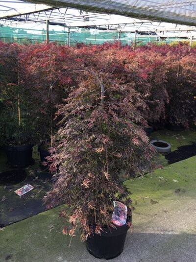 Japanischer Fächer-Ahorn Acer palmatum 'Orangeola', 80-100 cm, C20, im Container mit überhängendem Wuchs und fein gelapptem Laub.