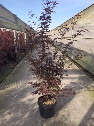 Roter Fächer-Ahorn (Acer palmatum 'Atropurpureum') im Topf, 150-175 cm, C20, mit dunkelroten, gelappten Blättern.