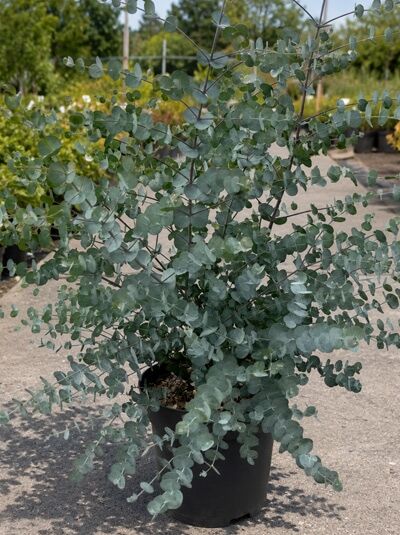 Eukalyptus 'Azura' / Eucalyptus gunnii 'Azura'