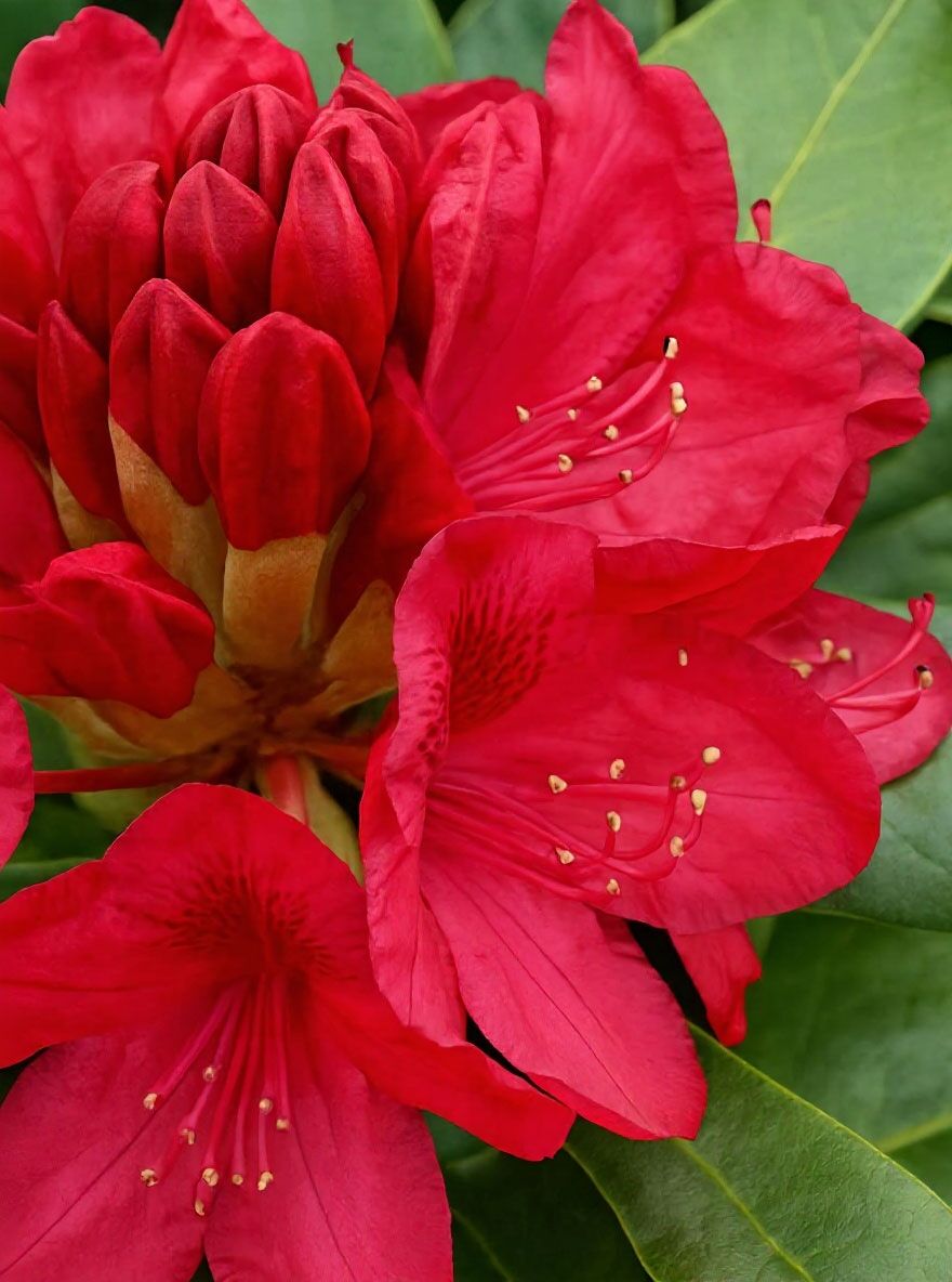 Rhododendron 'Nova Zembla' - Rhododendron Hybride 'Nova Zembla' -  Baumschule NewGarden