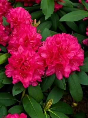 Rhododendron 'Queen Mary' - Rhododendron Hybride 'Queen Mary' - Baumschule  NewGarden