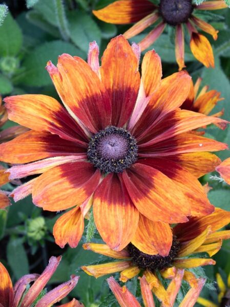 Prächtiger Sonnenhut 'Summerina Electra Shock' / Rudbeckia x cultorum 'Summerina Electra Shock'