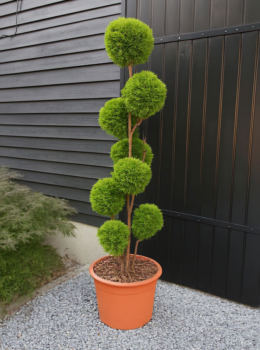 Garten-Bonsai 'PonPon' - Thuja occidentalis Smaragd 'PonPon' - Baumschule  NewGarden